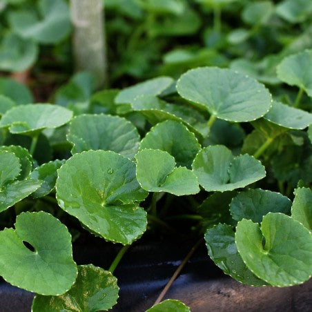 ¿Qué es la Centella Asiática de la que todo el mundo habla?
